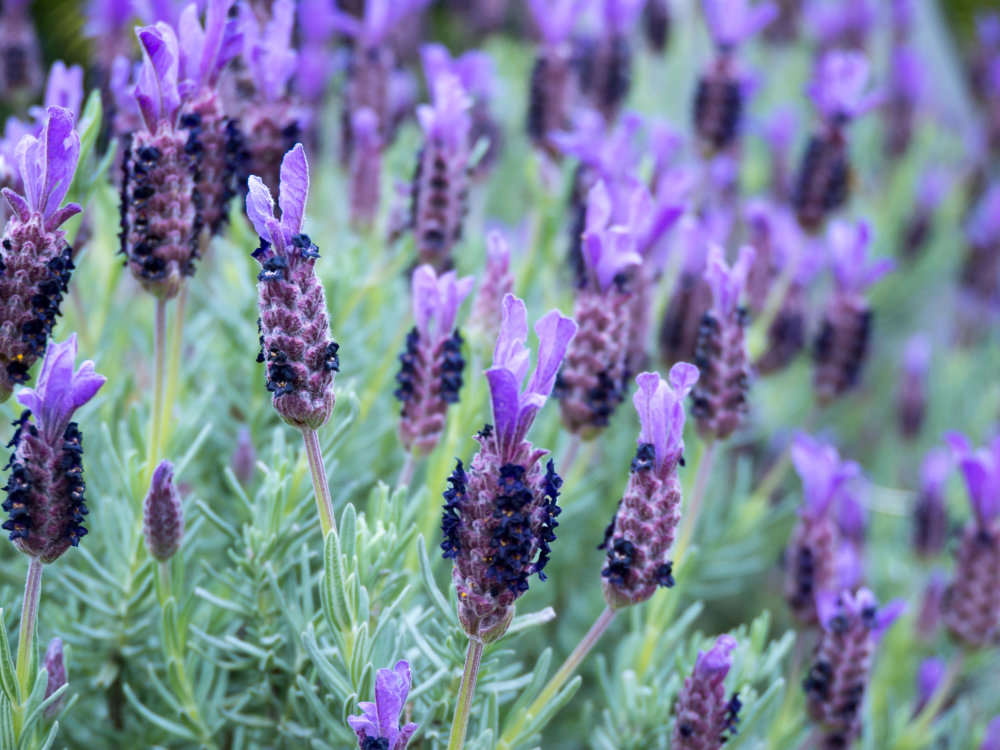 Lavender Major - Awapuni Nurseries