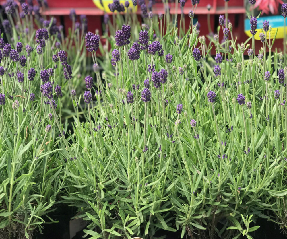 Busy Bee Lavender Box - Lavender Lady