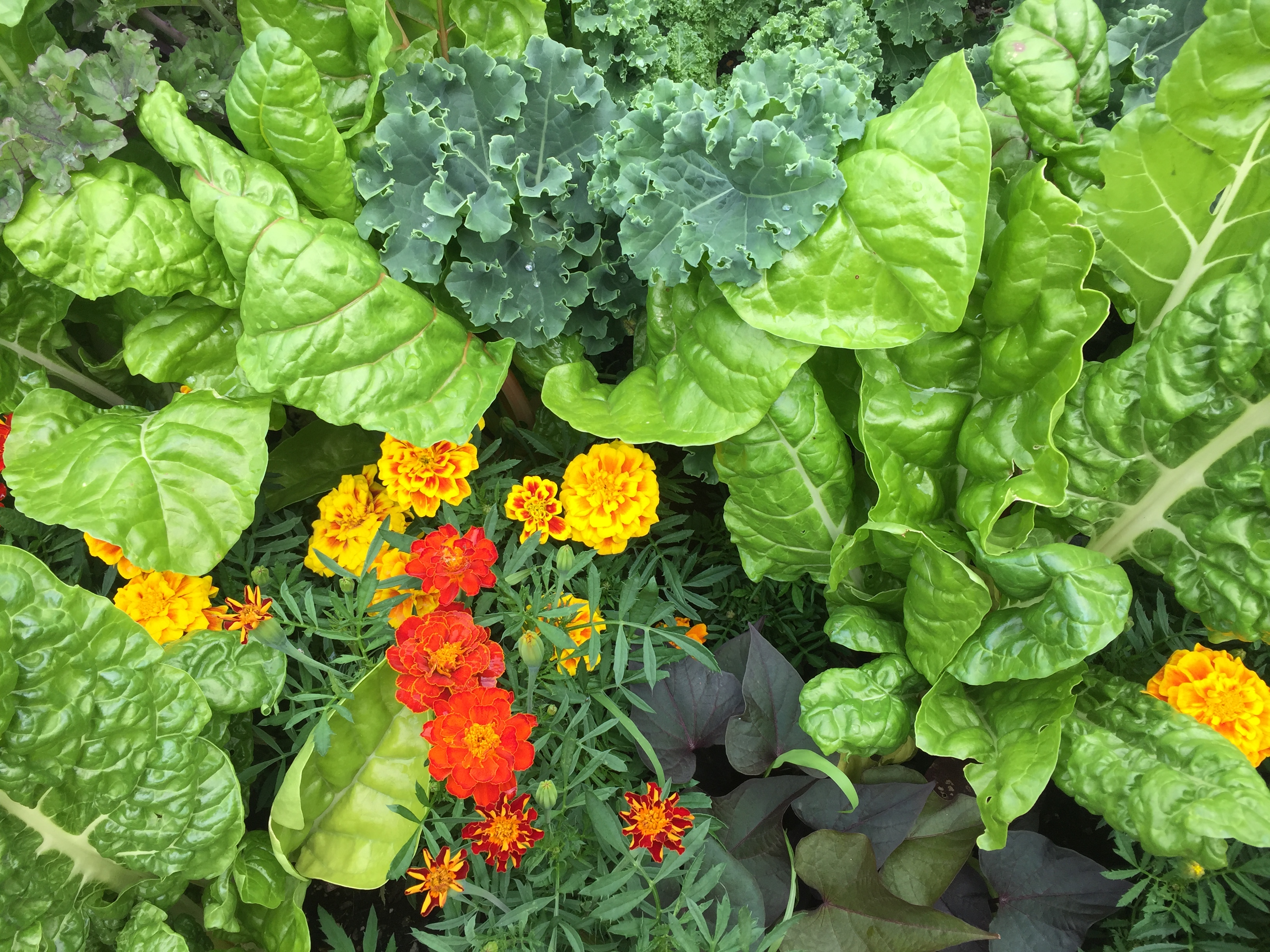 Buy Vegetables, Flowers, Natives and Herbs Online